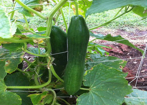 植物 登り網 野菜 成長支援網